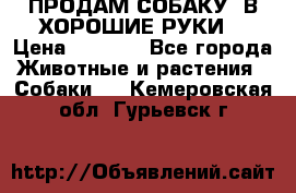 ПРОДАМ СОБАКУ  В ХОРОШИЕ РУКИ  › Цена ­ 4 000 - Все города Животные и растения » Собаки   . Кемеровская обл.,Гурьевск г.